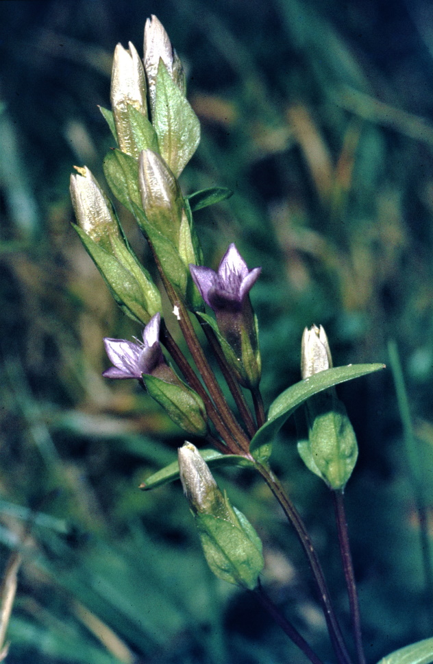 Gentianella baltica, W. Jackwert 1983