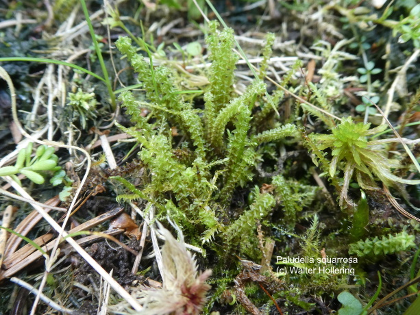 Paludella squarrosa