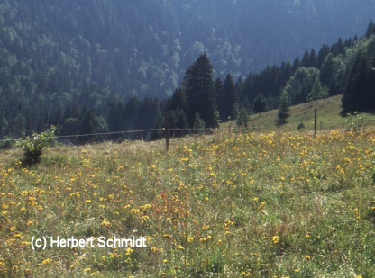 Arnika-Wiese im Hohen Fichtelgebirge