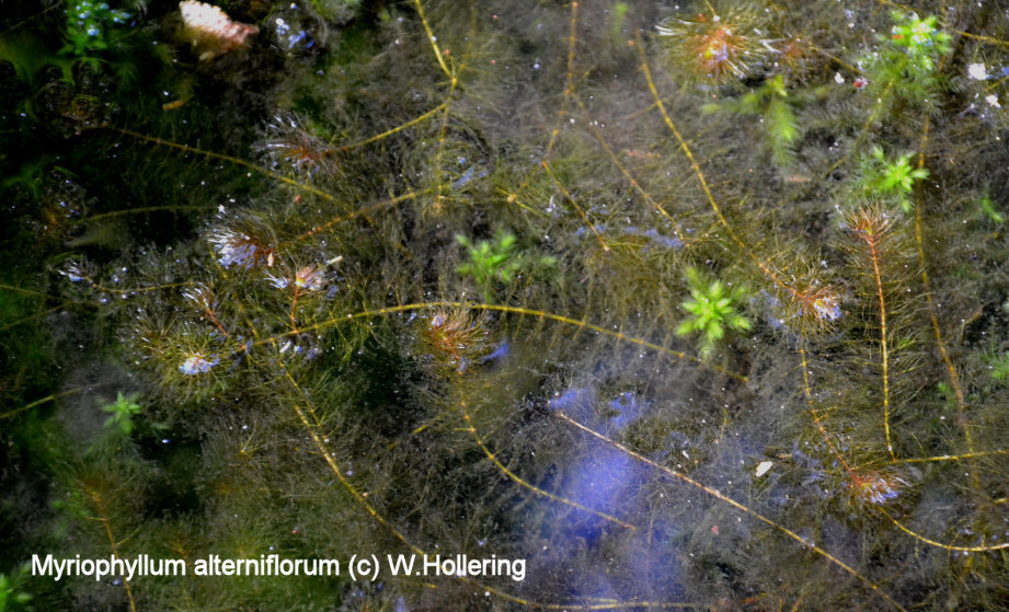 Myriophyllum alterniflorum