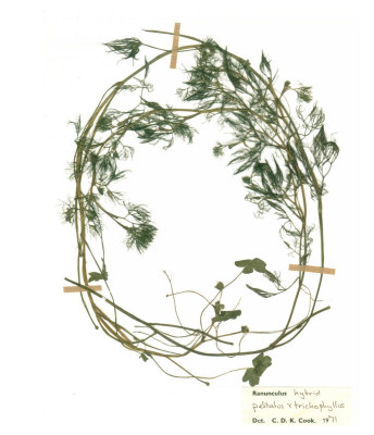 Ranunculus peltatus x trichophyllus